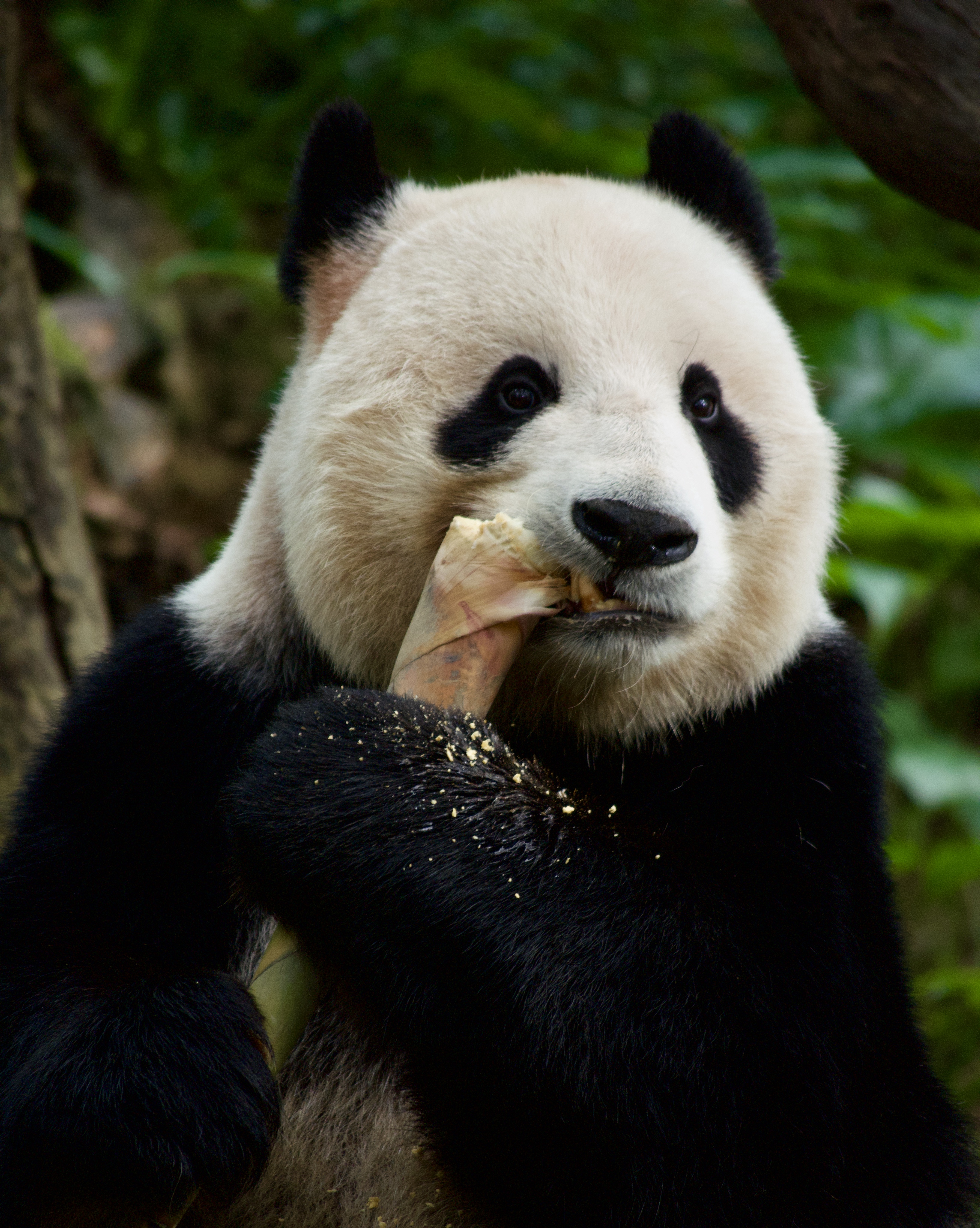 A giant panda sitting in a relaxed posture while eating a thick stalk of bamboo.