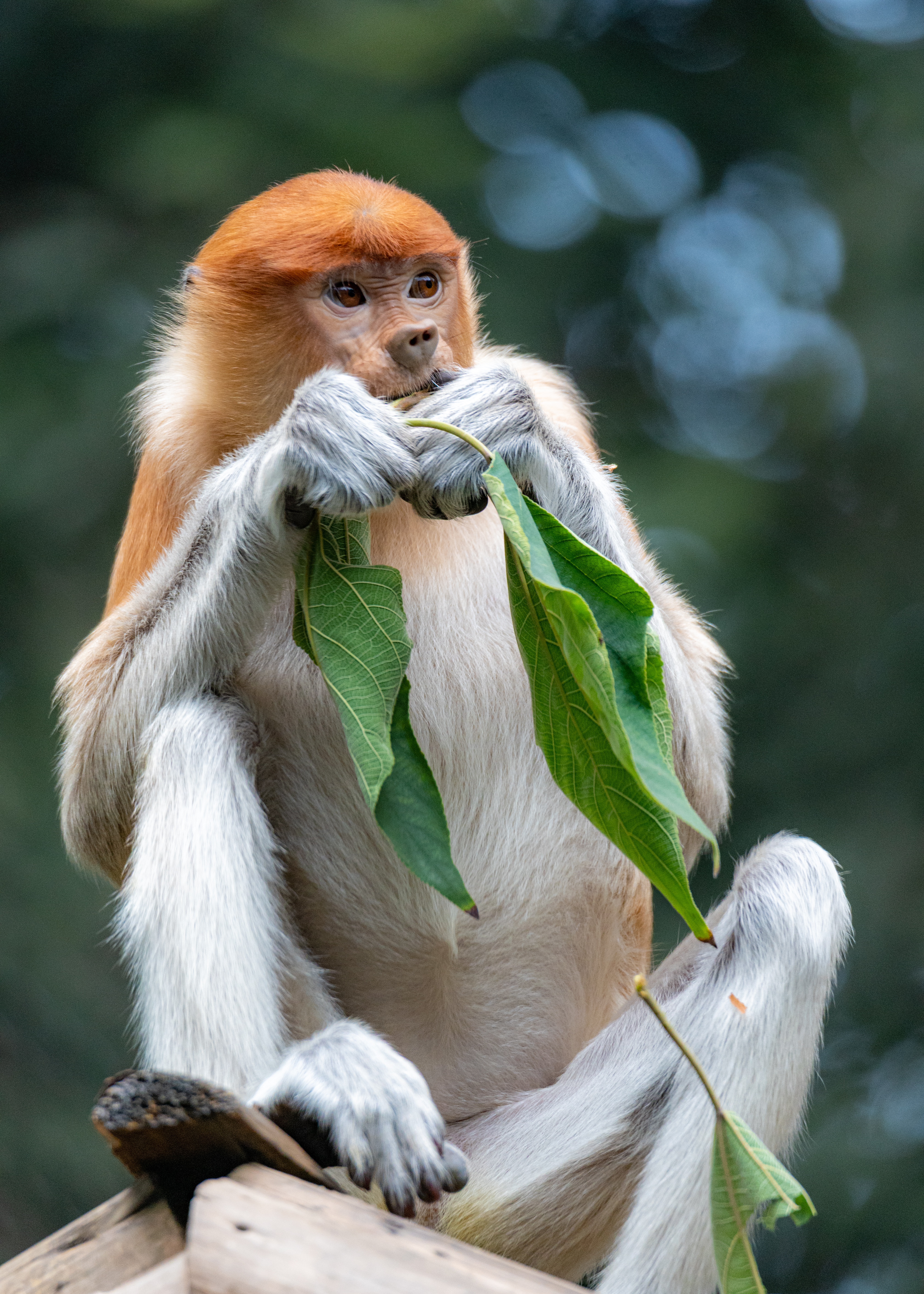 A proboscis monkey sitting upright and holding bright green leaves to its mouth to eat.
