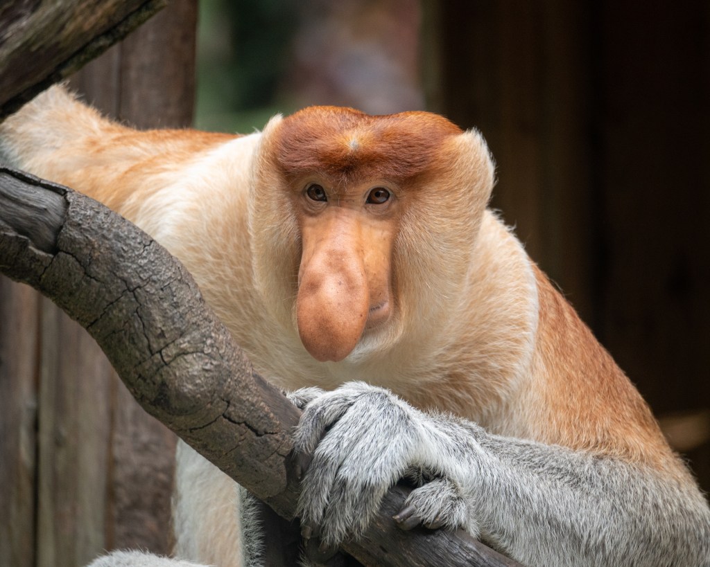 Proboscis Monkey |&nbsp;长鼻猴