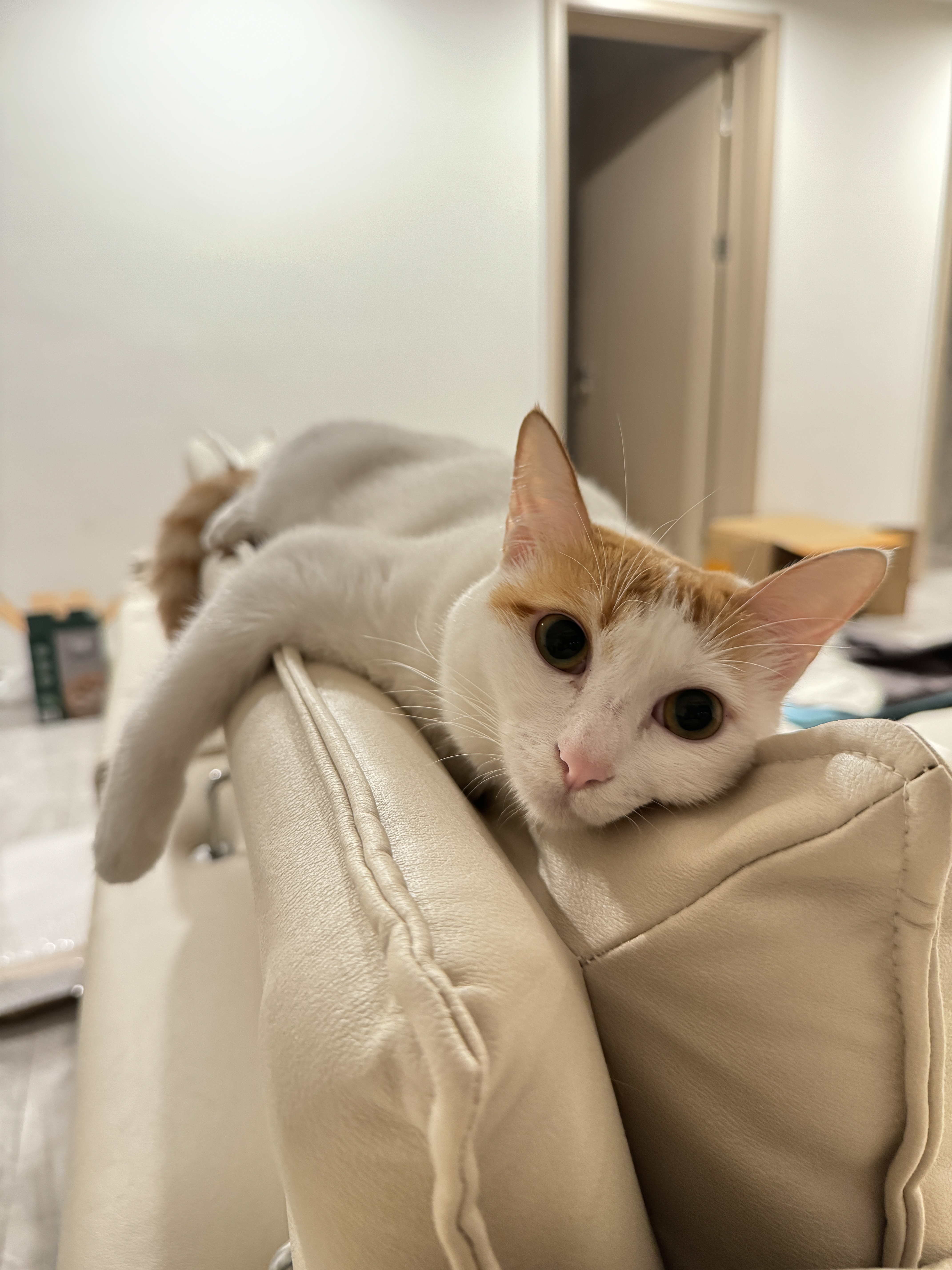 A picture of Ponyo lying on the couch.