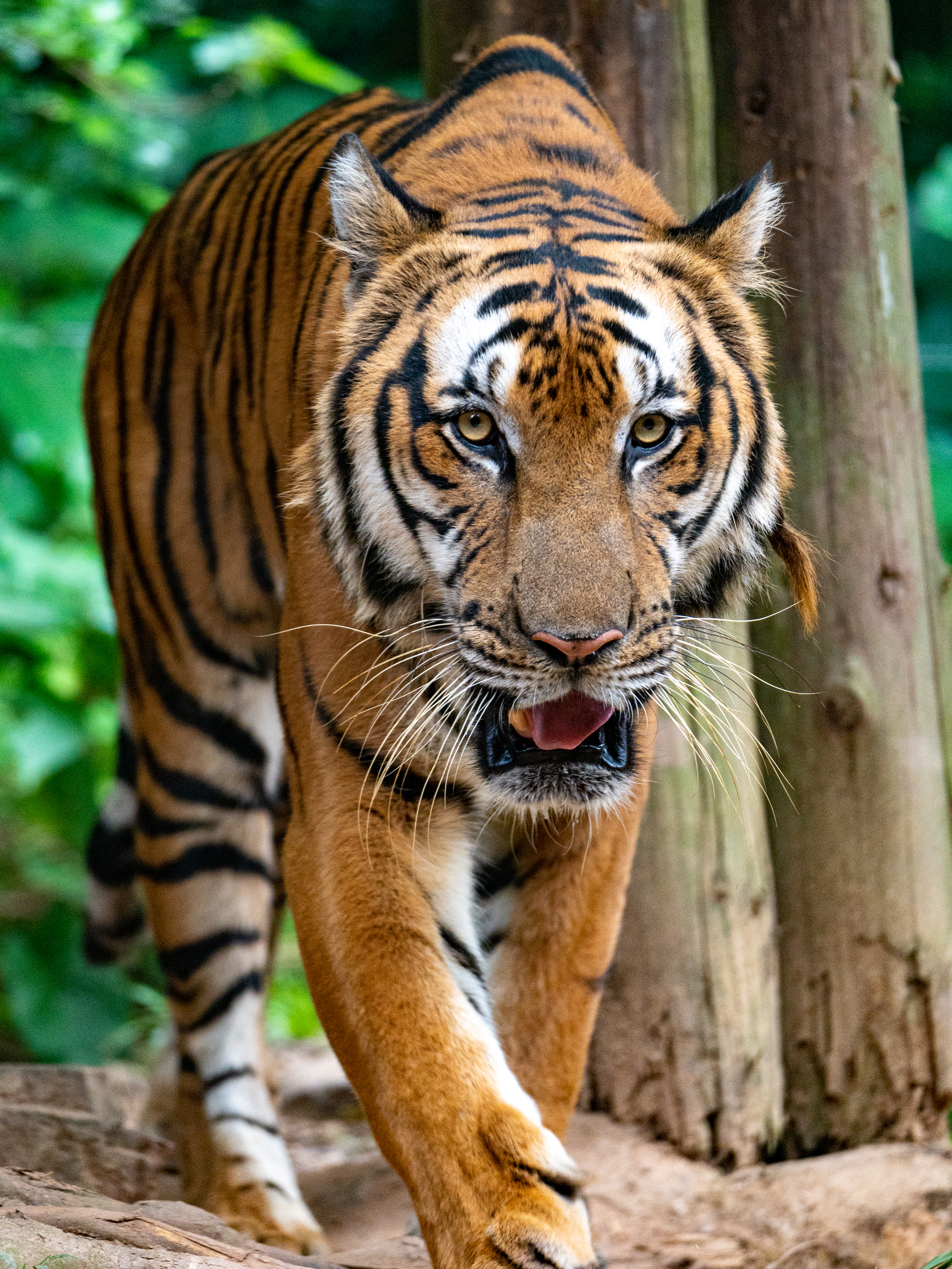 A large Bengal tiger walking directly toward the camera, isolated against a heavily blurred green background.