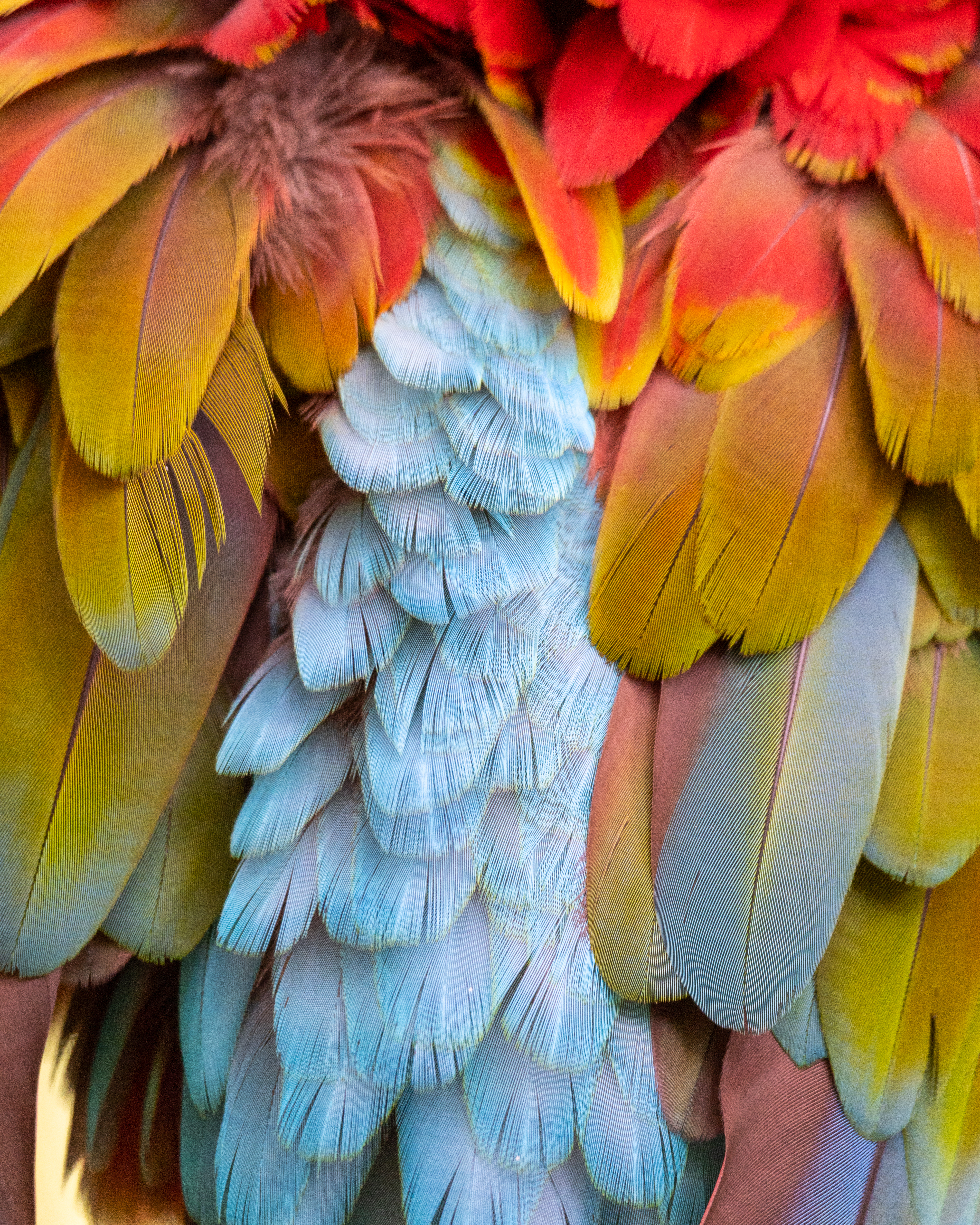 Extreme close-up macro photography showing the overlapping layers of bright blue, yellow, and red macaw feathers.