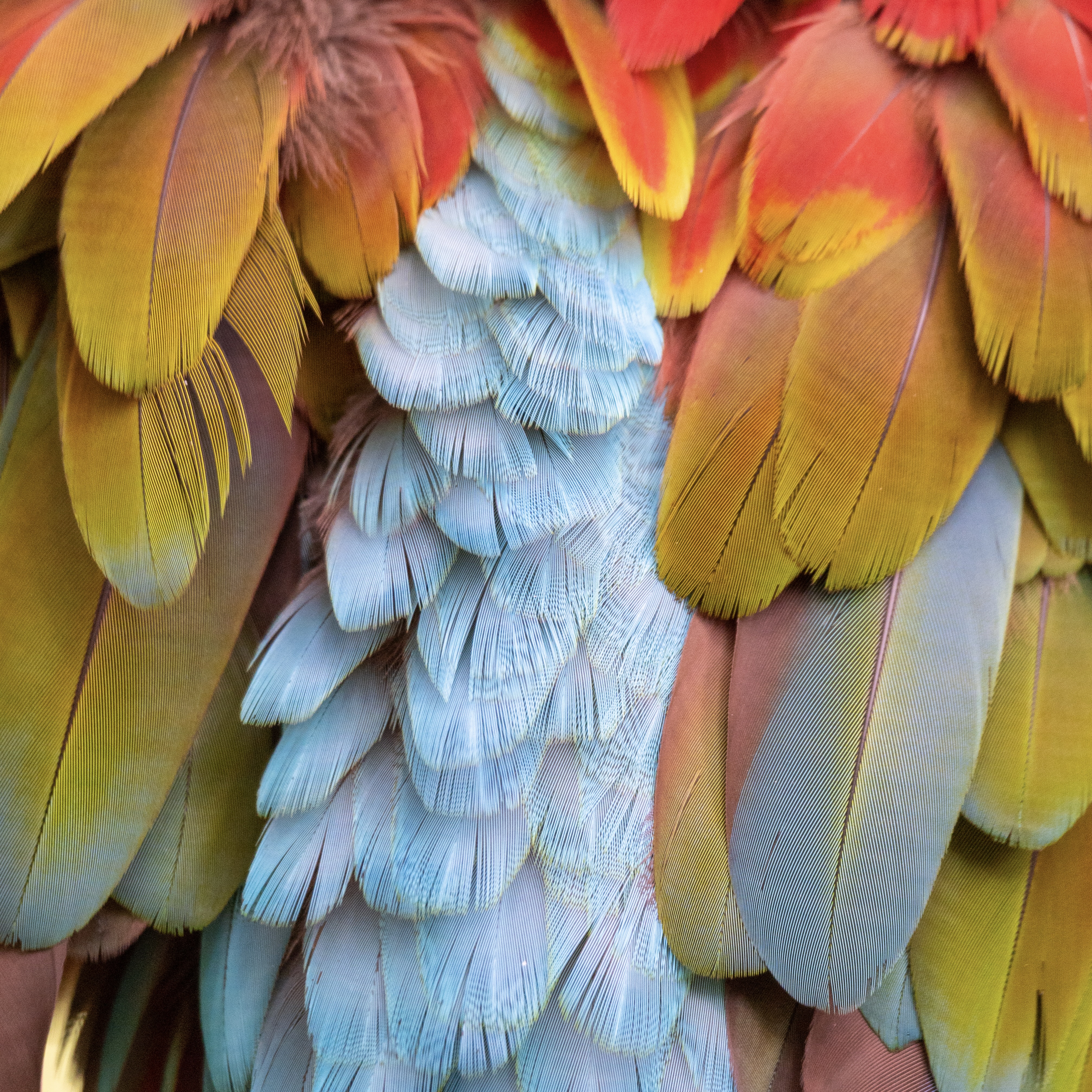 Nick Clement | Wildlife Journal