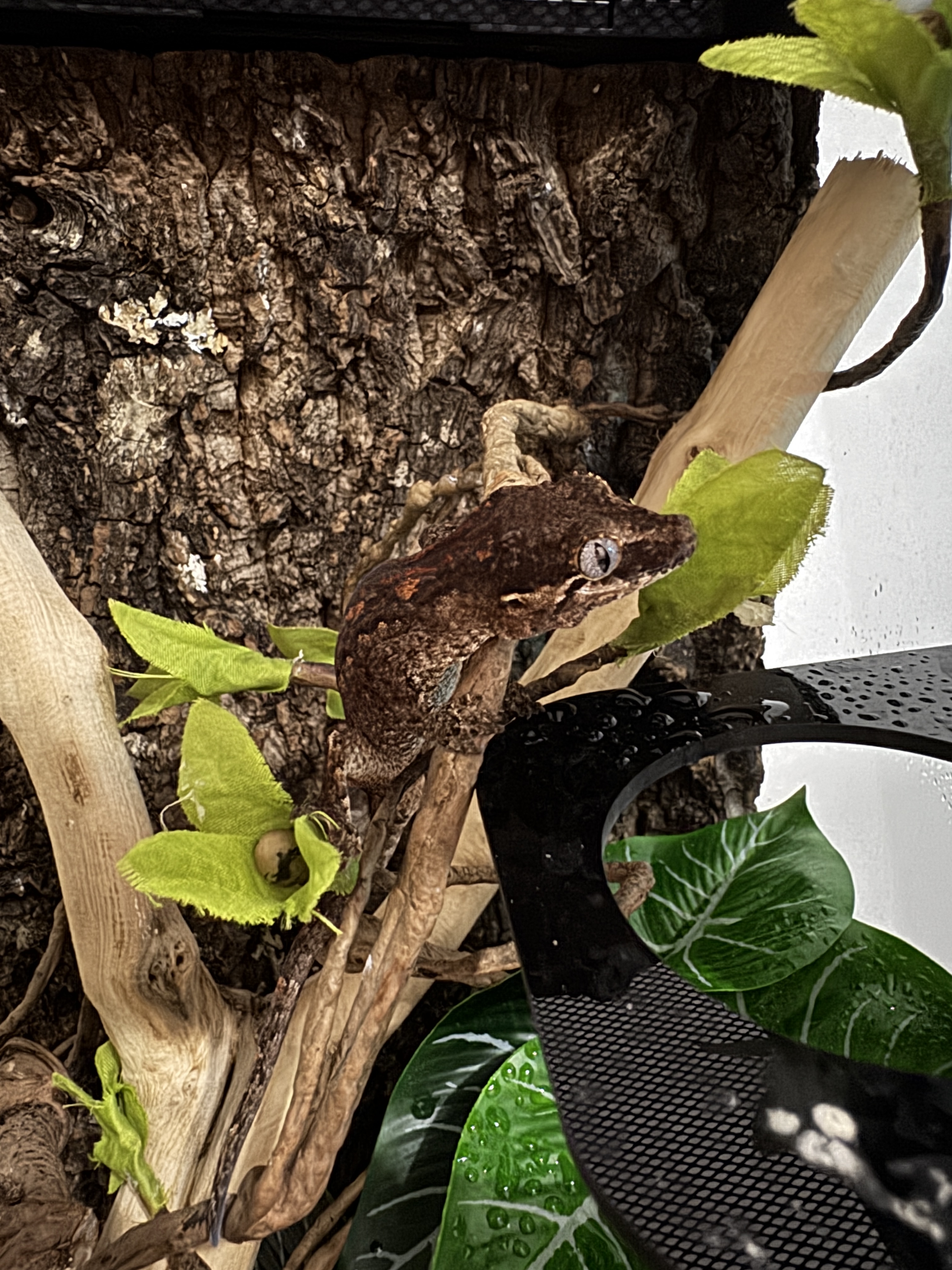 A picture of a gargoyle gecko on a tree branch.