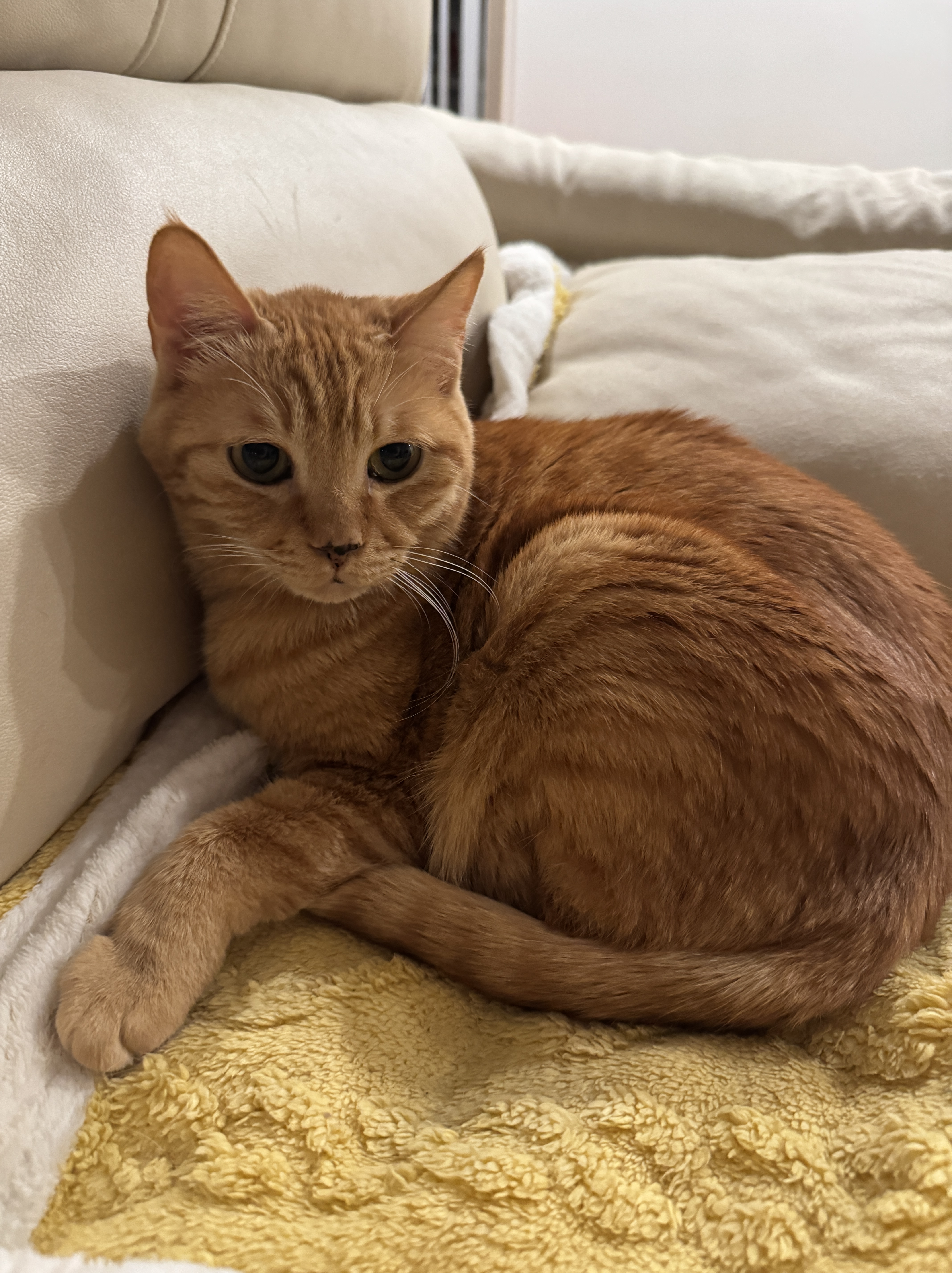 A picture of my orange cat, Pineapple.