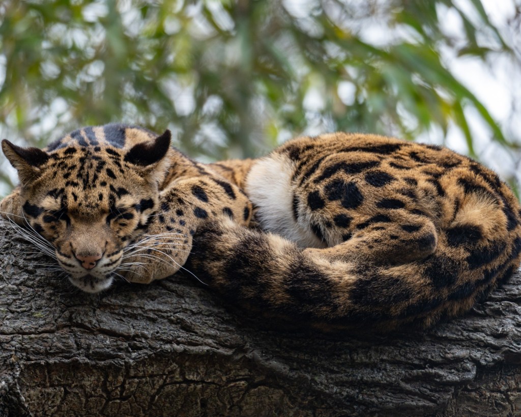 Clouded Leopard |&nbsp;云豹