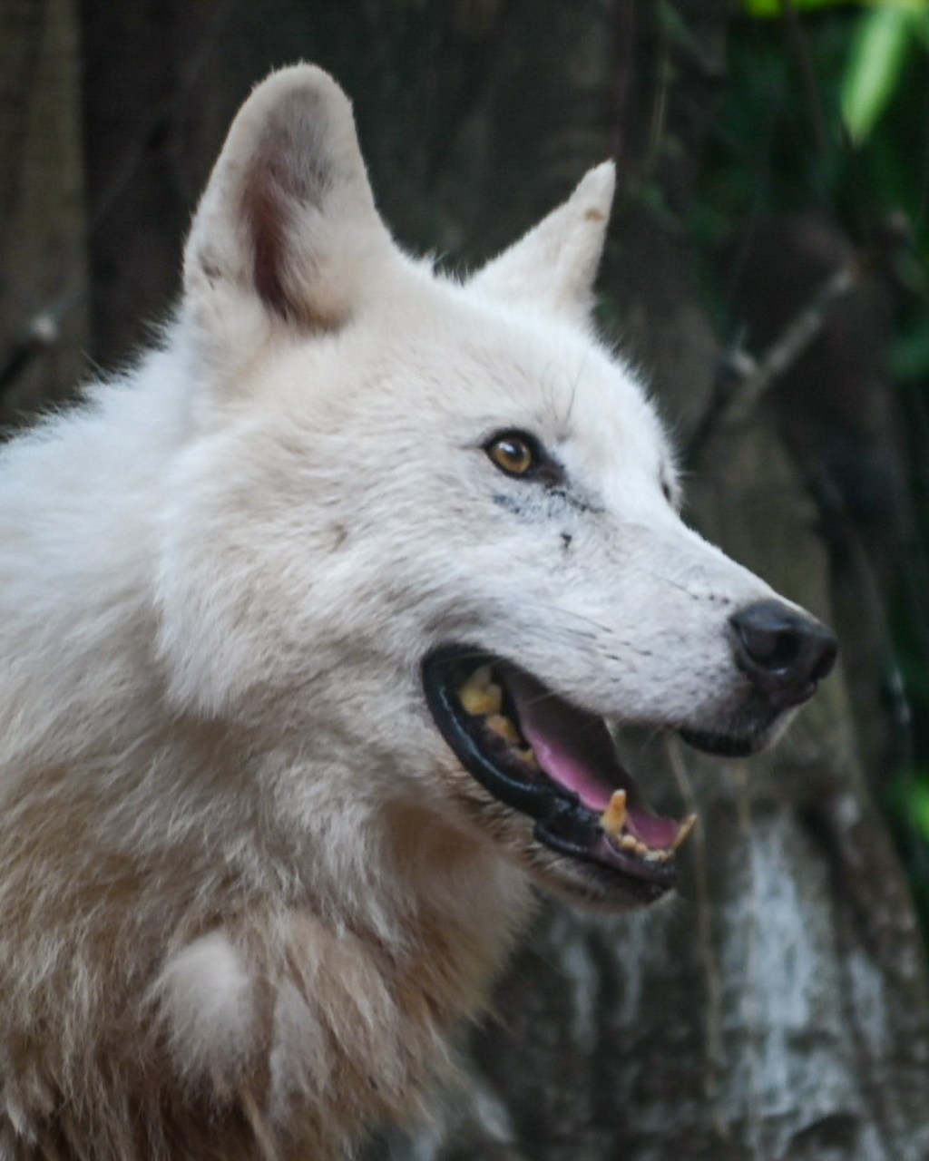 Arctic Wolf |&nbsp;北极狼