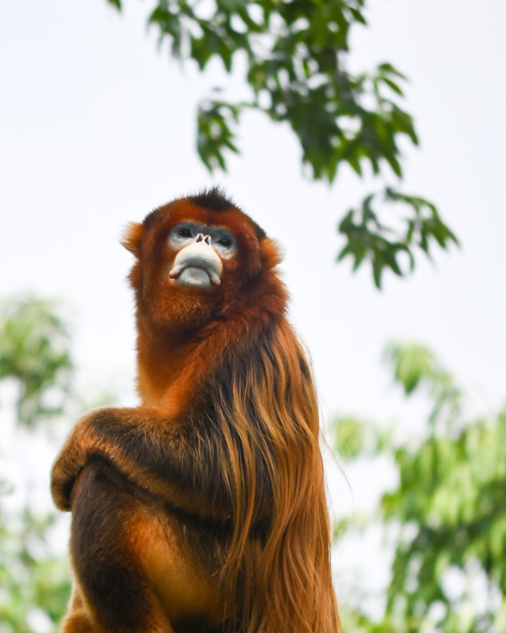Golden Snub-nosed Monkey |&nbsp;川金丝猴