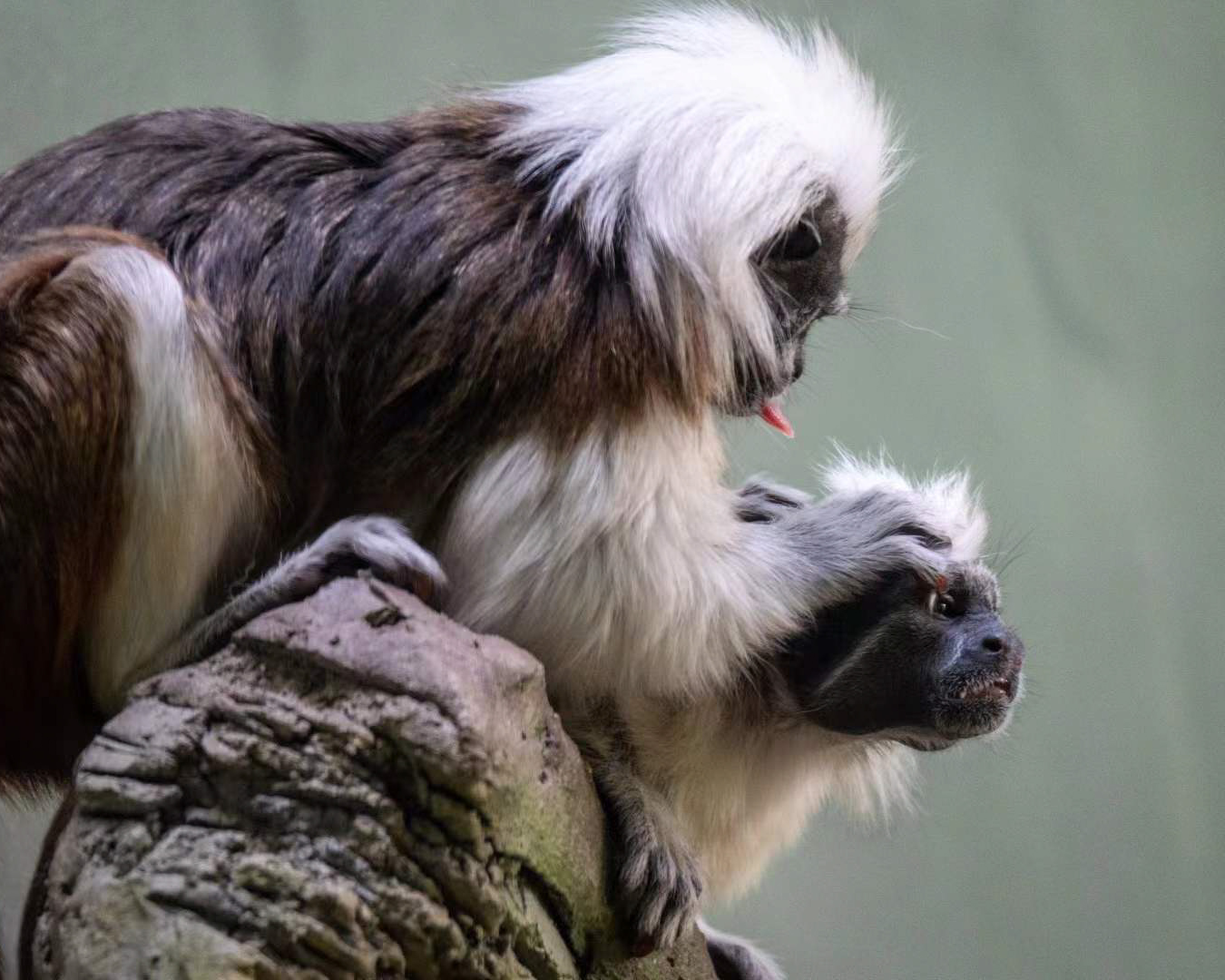 Two cotton-top tamarins with distinctive white crests sitting on a log, with one grooming the other.