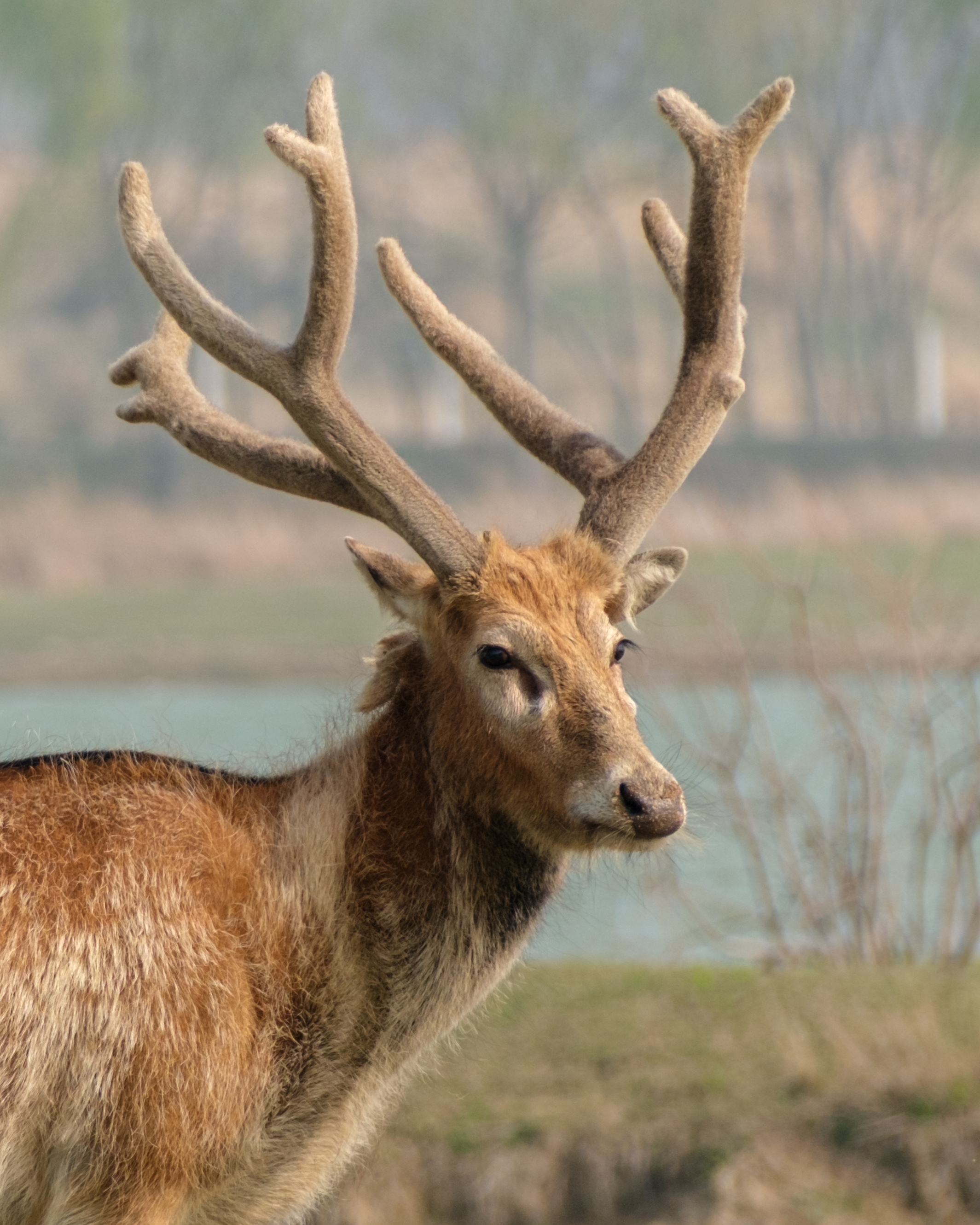 A Père David's deer standing in a wetland environment, turning its head to look back at the camera.