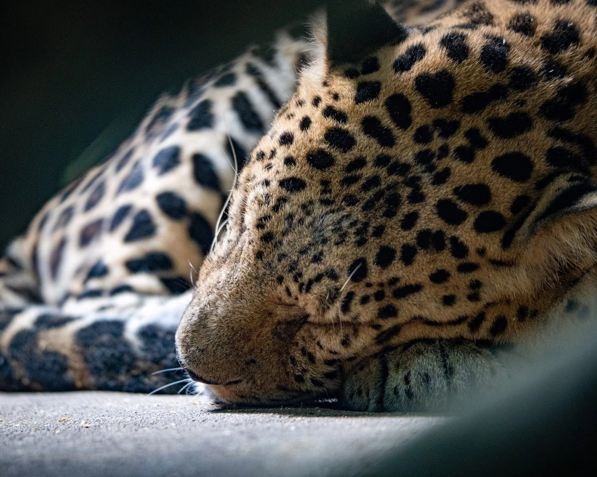 Close-up of a resting leopard with its head resting on its paws in soft light.