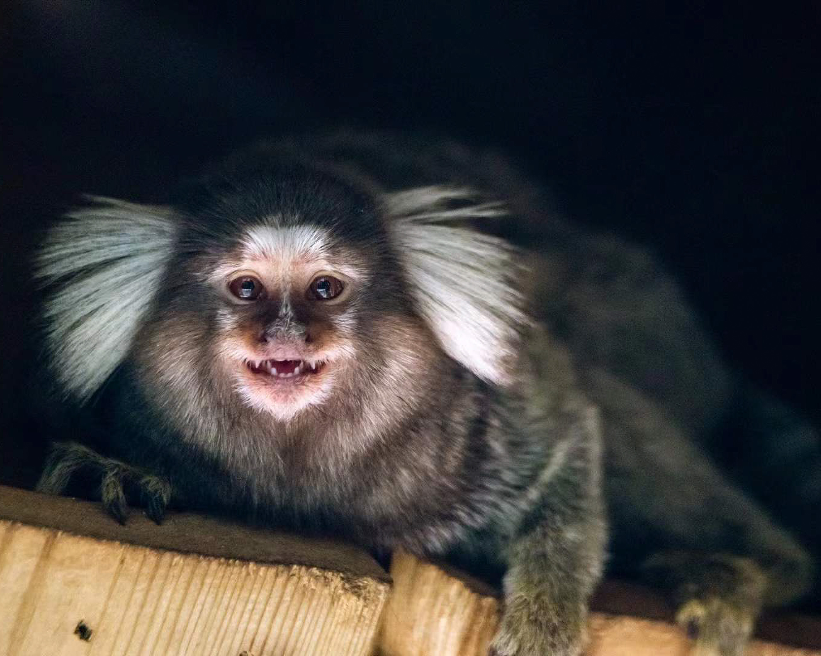 A common marmoset with distinctive white ear tufts looking directly at the camera against a dark background.