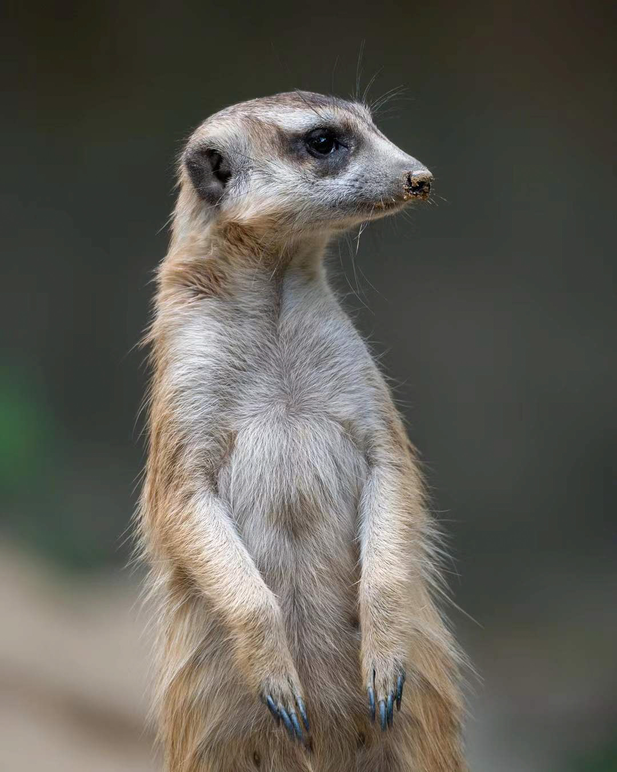 A meerkat standing upright on its hind legs, looking attentively to the right.