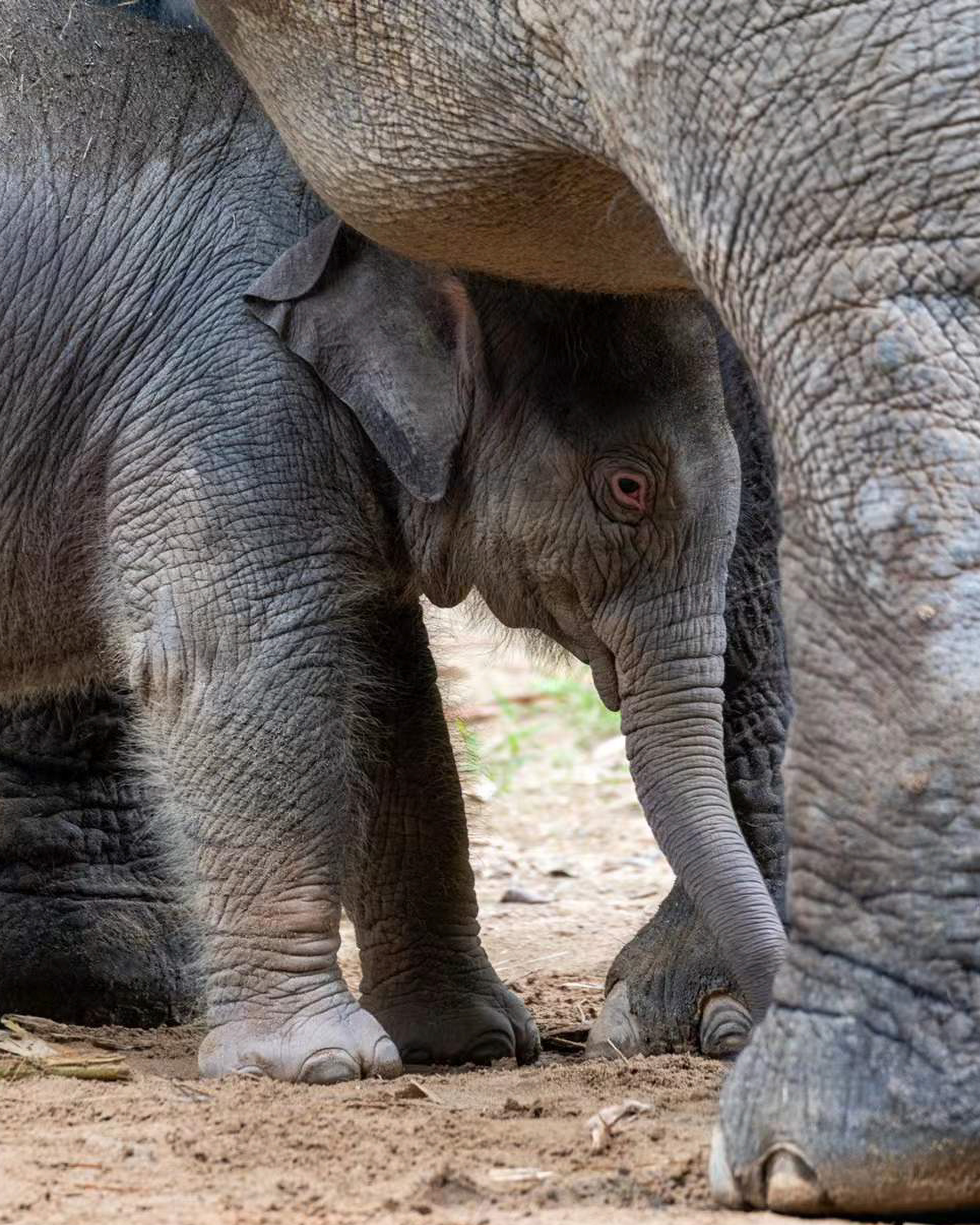 A small baby elephant standing safely framed beneath the massive legs of its mother in the dirt.