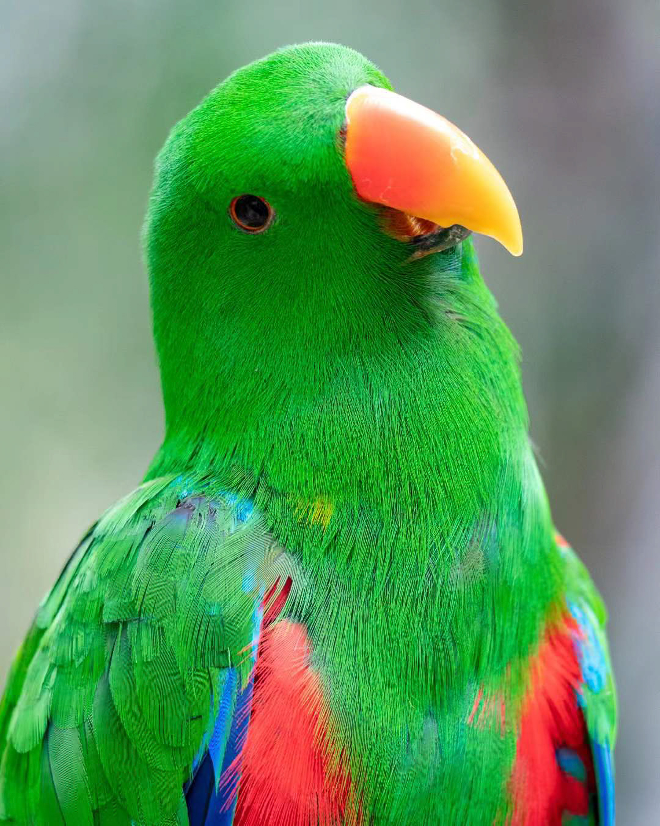 Vibrant close-up portrait of a bright green male Eclectus parrot with a prominent orange beak.