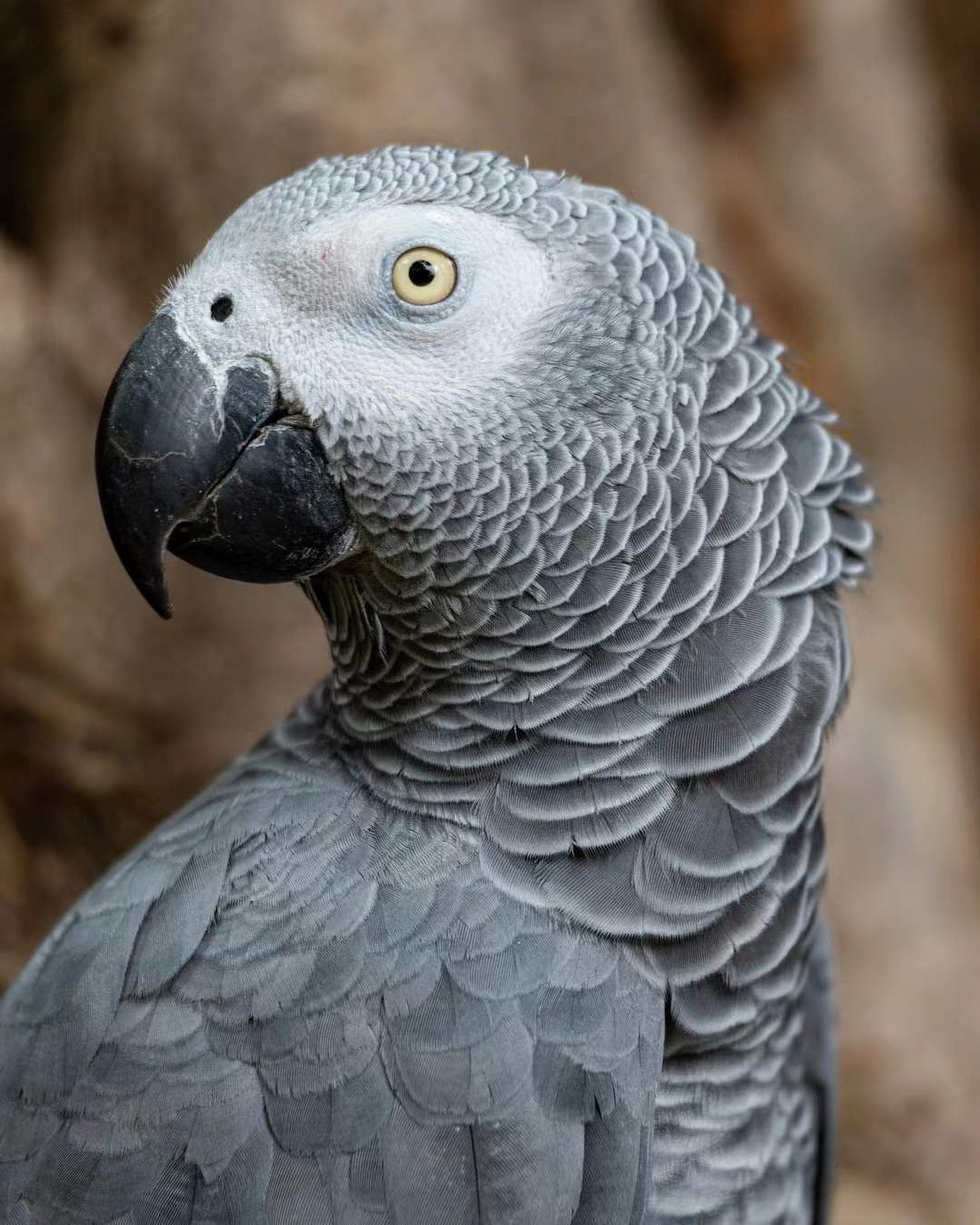 Detailed close-up portrait of an African Grey parrot, highlighting its textured grey feathers and pale eye.