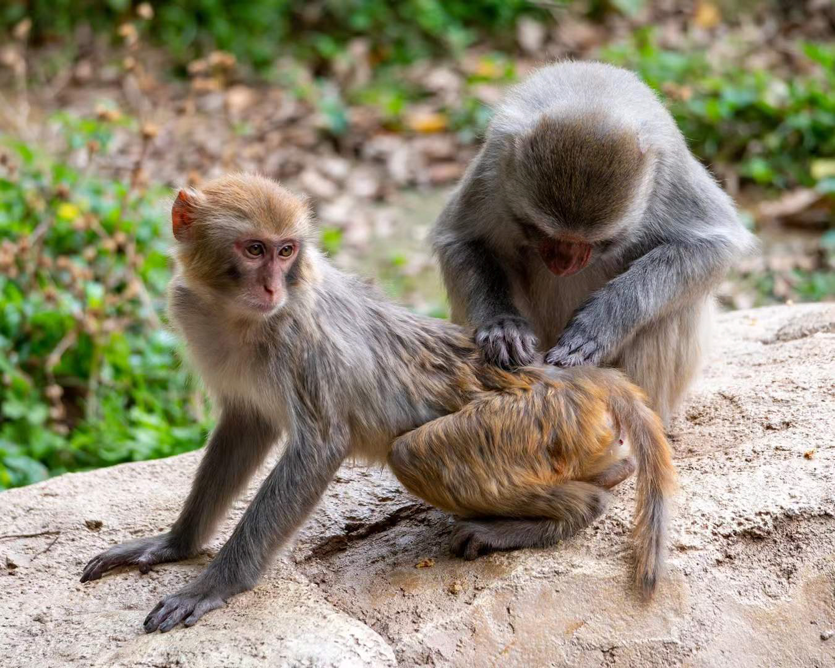 Two rhesus macaques sitting on a rock, with one attentively grooming the back of the other.