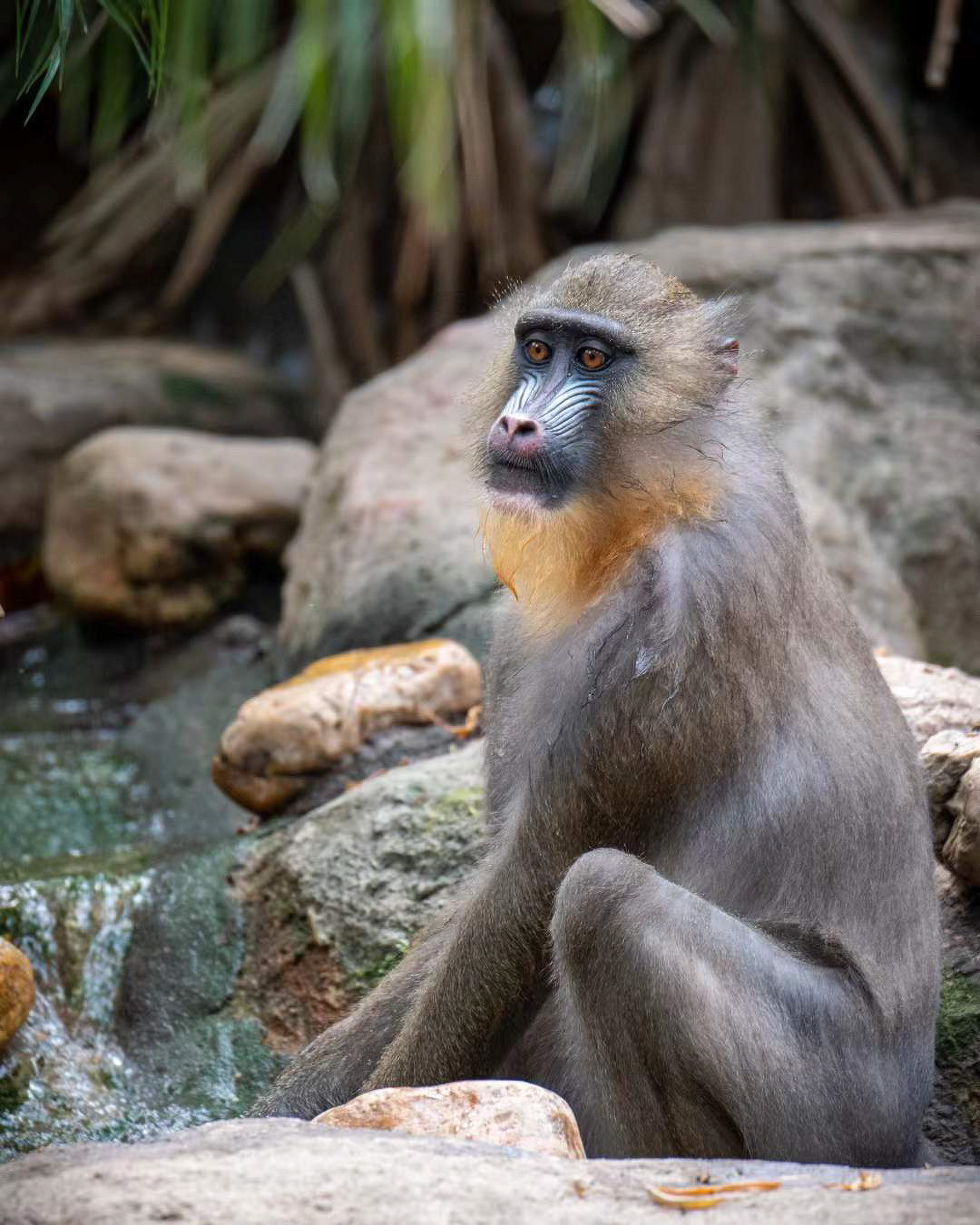 A male mandrill with a colorful blue and red face sitting on rocks next to a small stream.